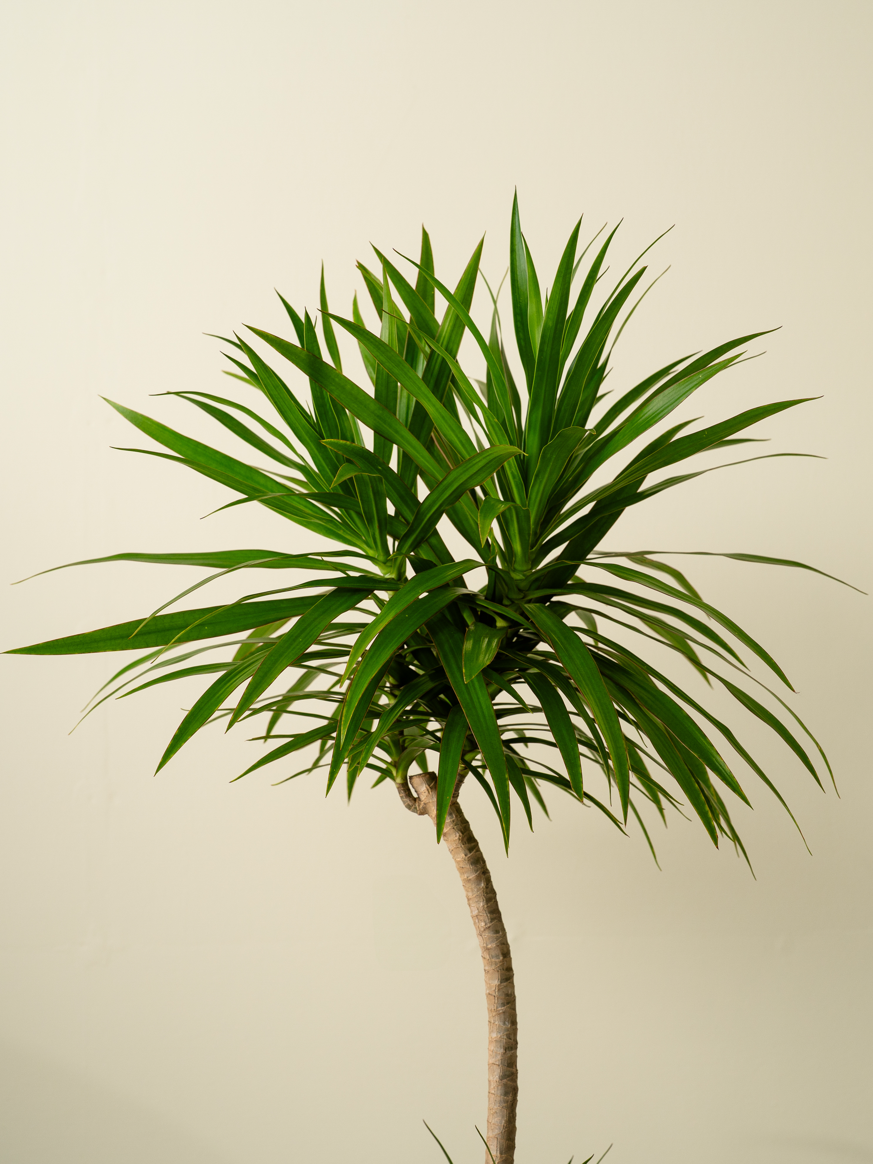 ドラセナ★2m超えで立派です。 ドラセナナビー XL × テラニアスL ホワイト – GREEN BASE