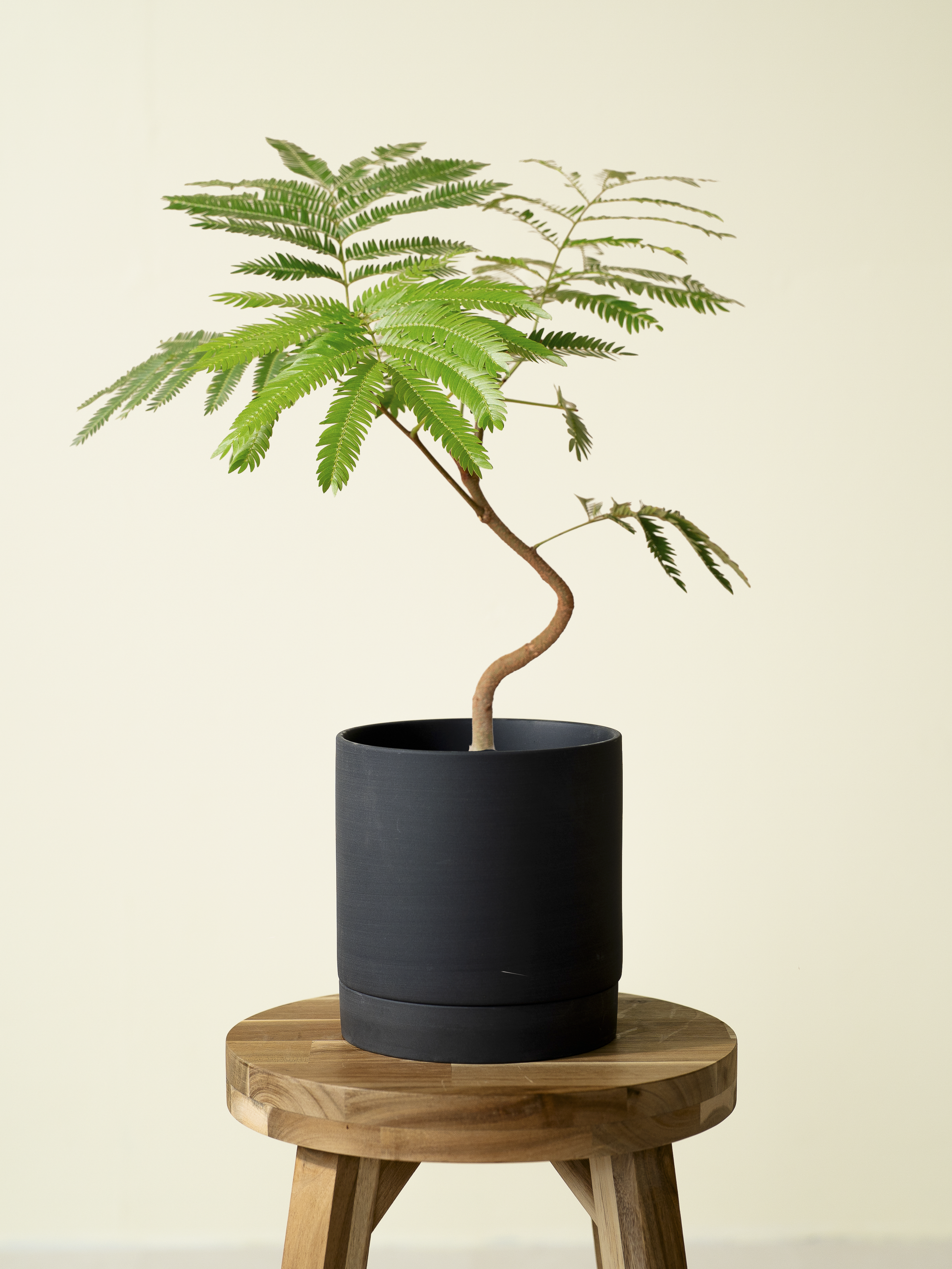 エバーフレッシュA2｜有機質用土【初心者OK】曲がり仕立て、無臭・清潔 エバーフレッシュA2｜有機質用土【初心者OK】曲がり仕立て、無臭・清潔