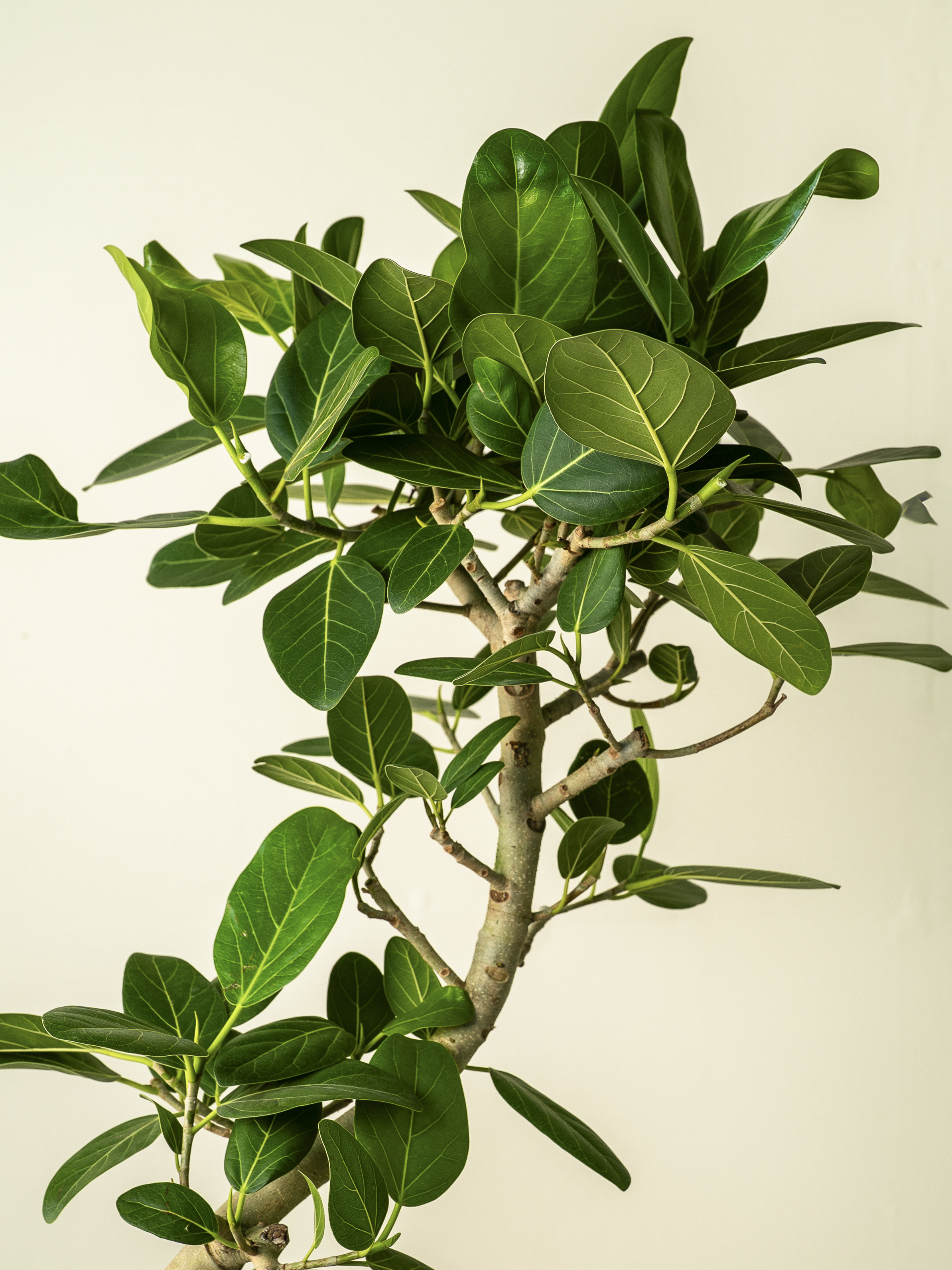 フィカス ベンガレンシス 142cm8号 S-shaped tree form フィカス