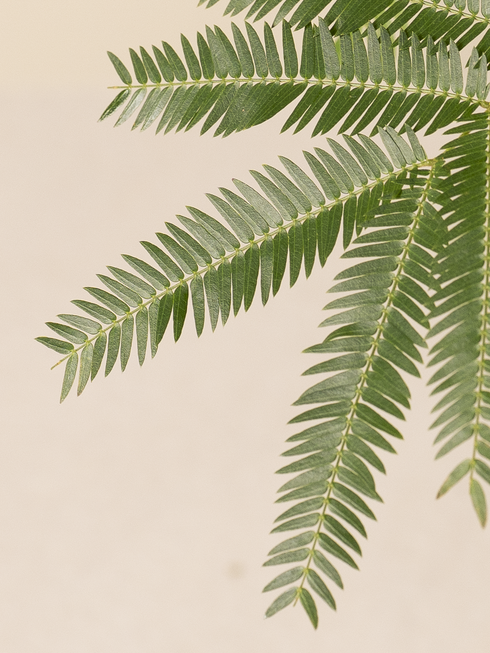 エバーフレッシュ ミドルサイズ M5 エバーフレッシュ 5号 – 鉢人