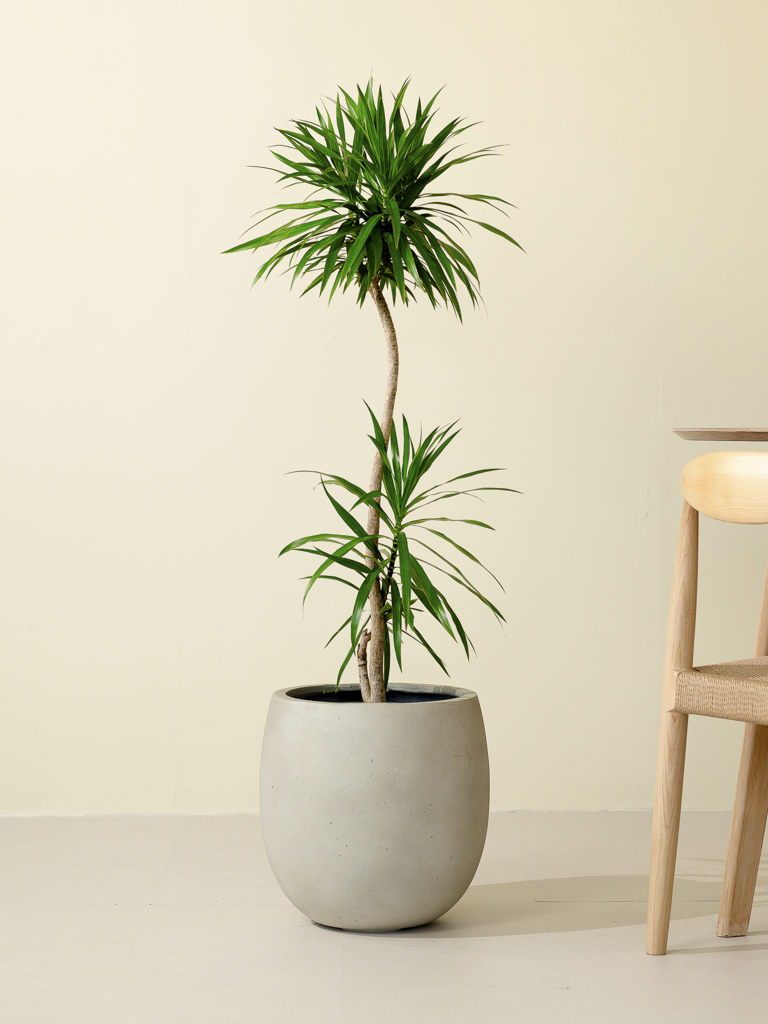 ドラセナナビー XL × テラニアスL ホワイト – GREEN BASE