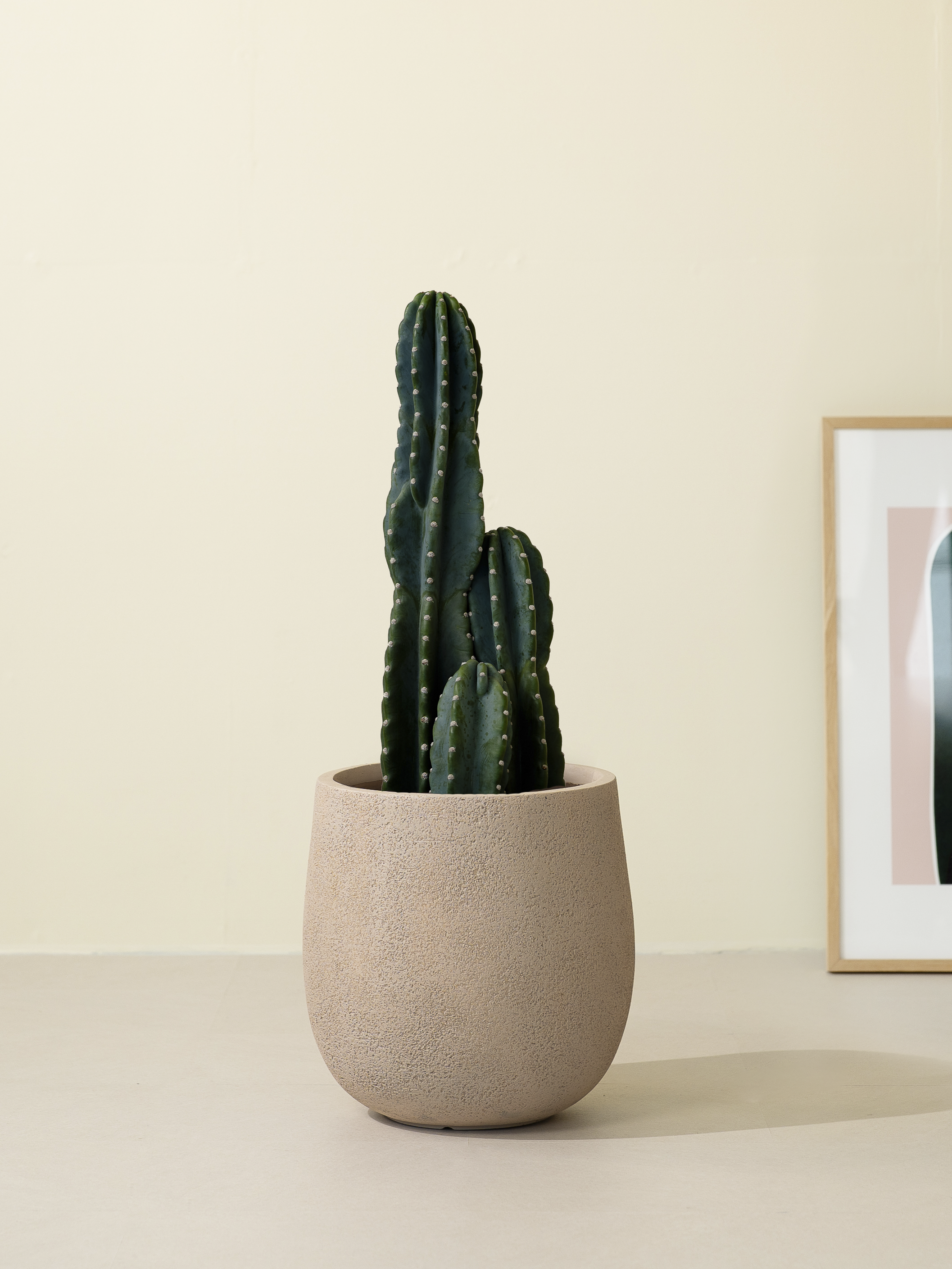 Summerセール☀️¥31,000→¥26,000 柱サボテン　ビッグサイズ Summerセール☀️¥31,000→¥26,000 柱サボテン ビッグサイズ