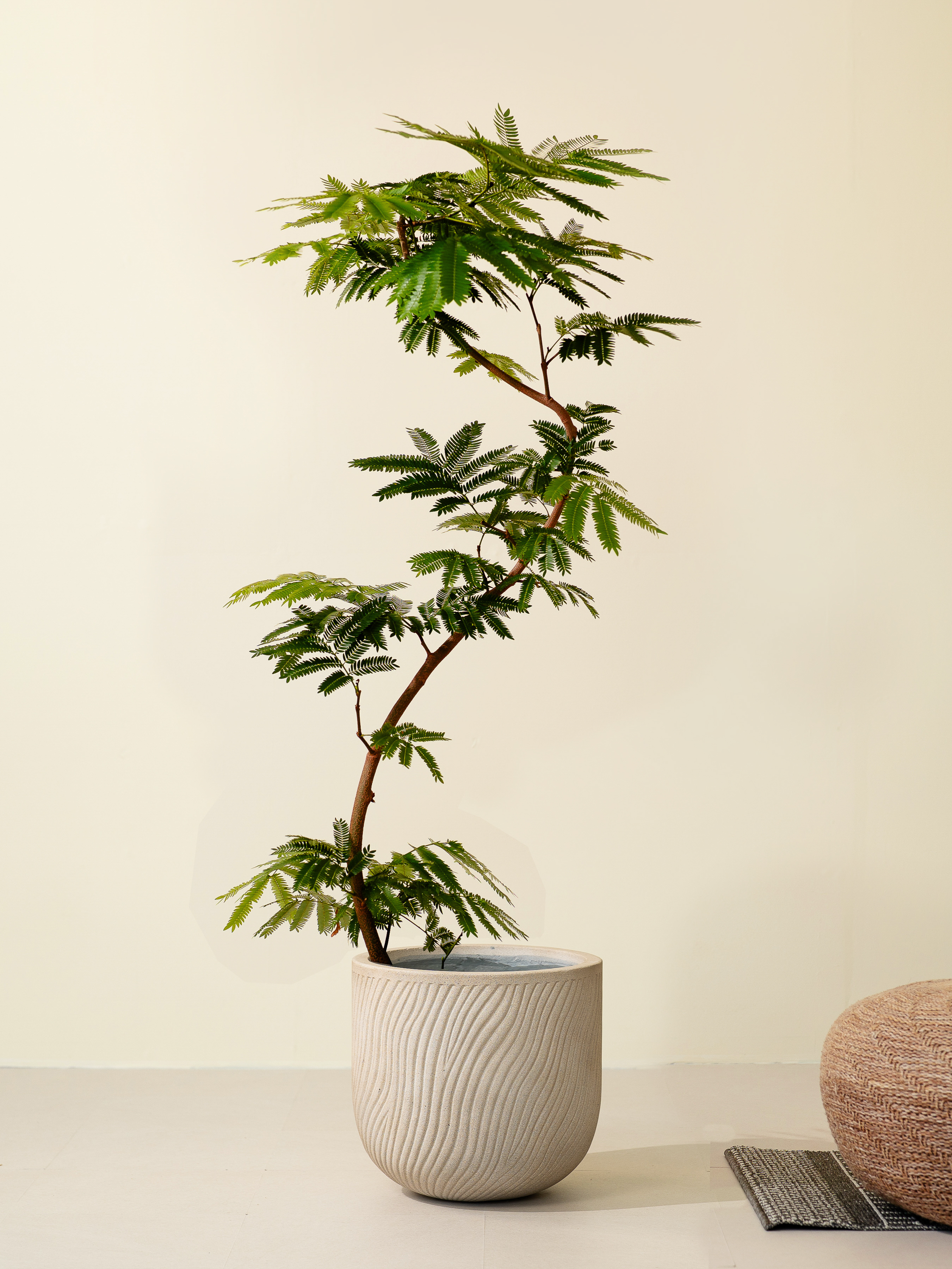 エバーフレッシュ S字 XL × ラケルタL ベージュ – GREEN BASE