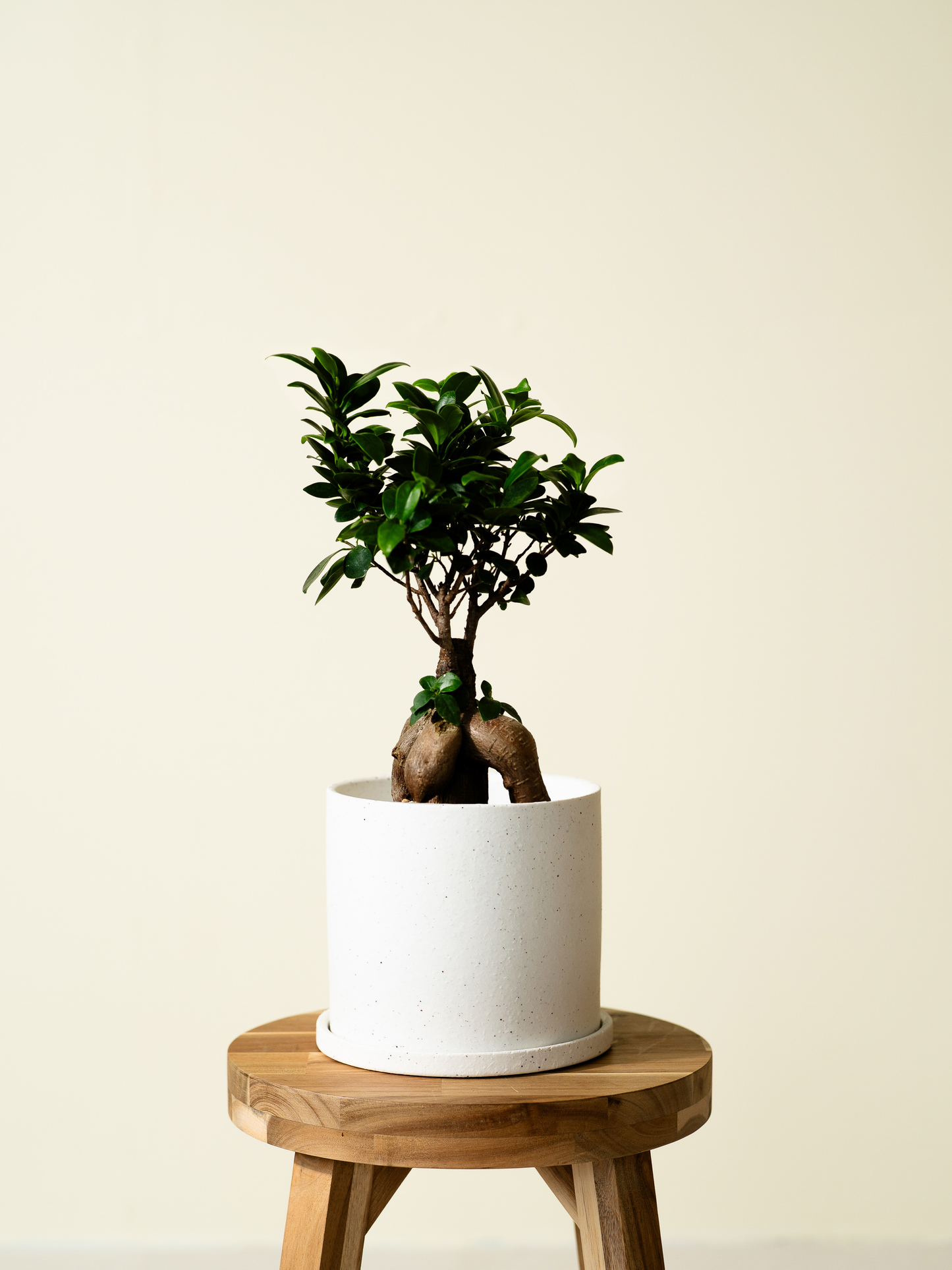 ガジュマル様 chinese-banyan-590_1.jpg?