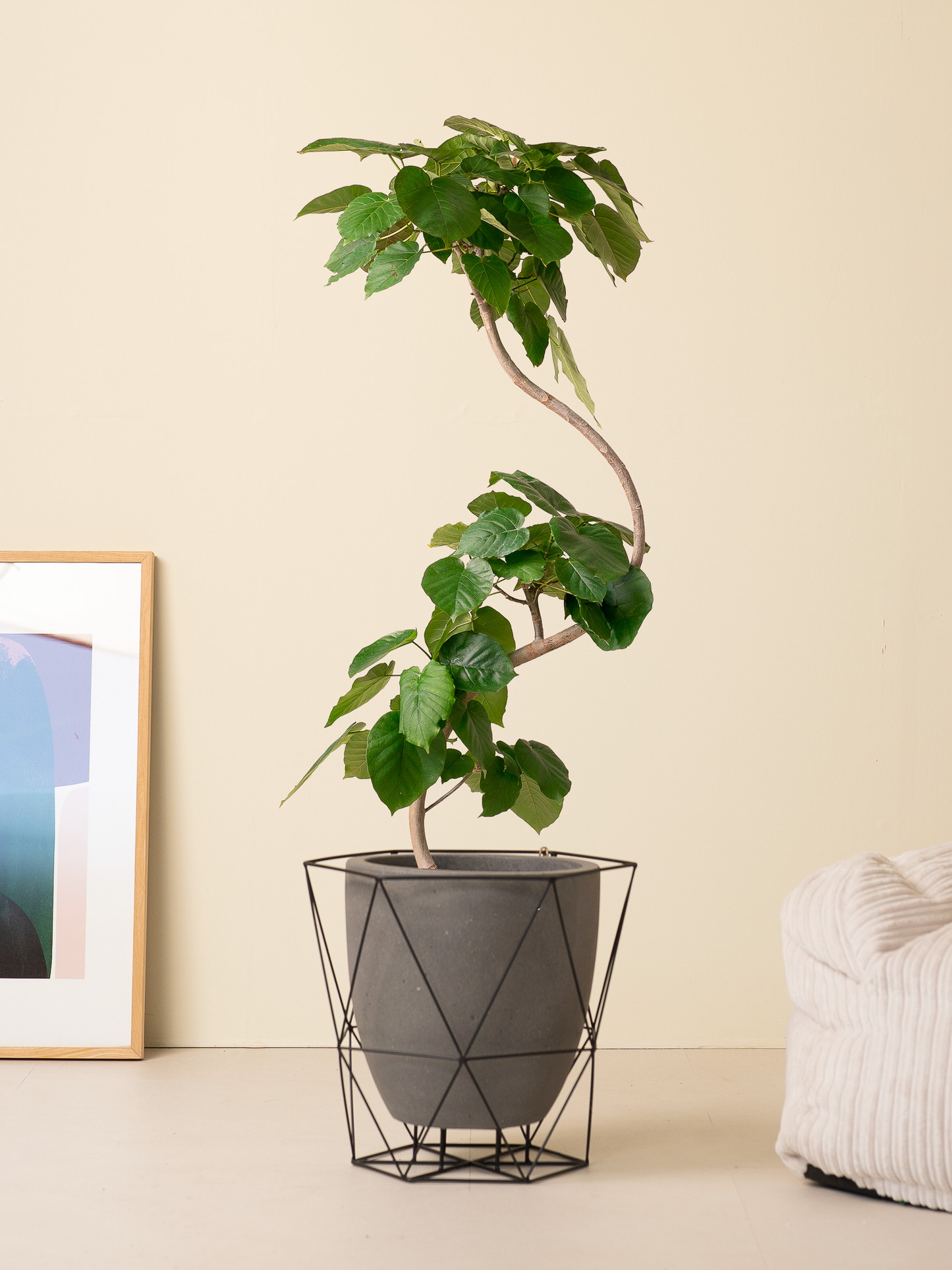 フィカスウンベラータ S字 XL × ワイヤーフロートポット ブラック