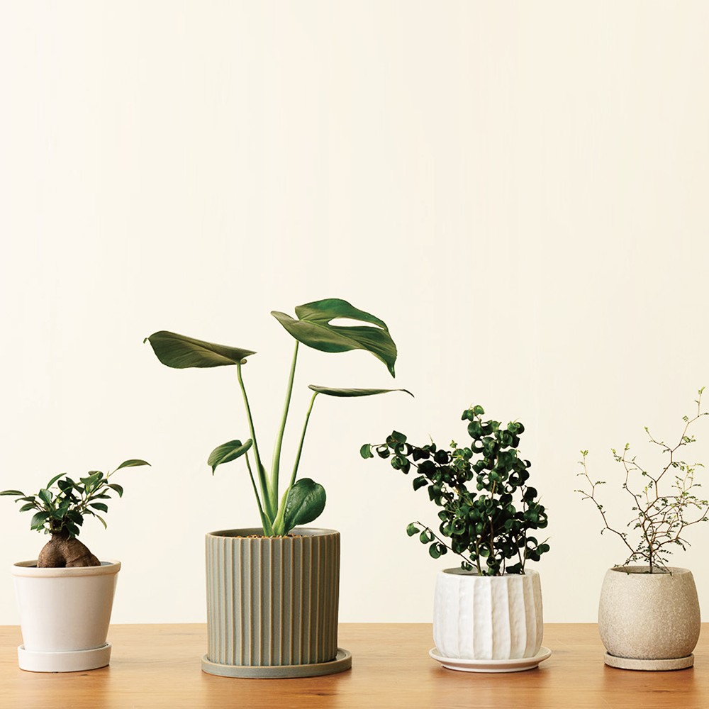 観葉植物をさがす – GREEN BASE 観葉植物をさがす – GREEN BASE