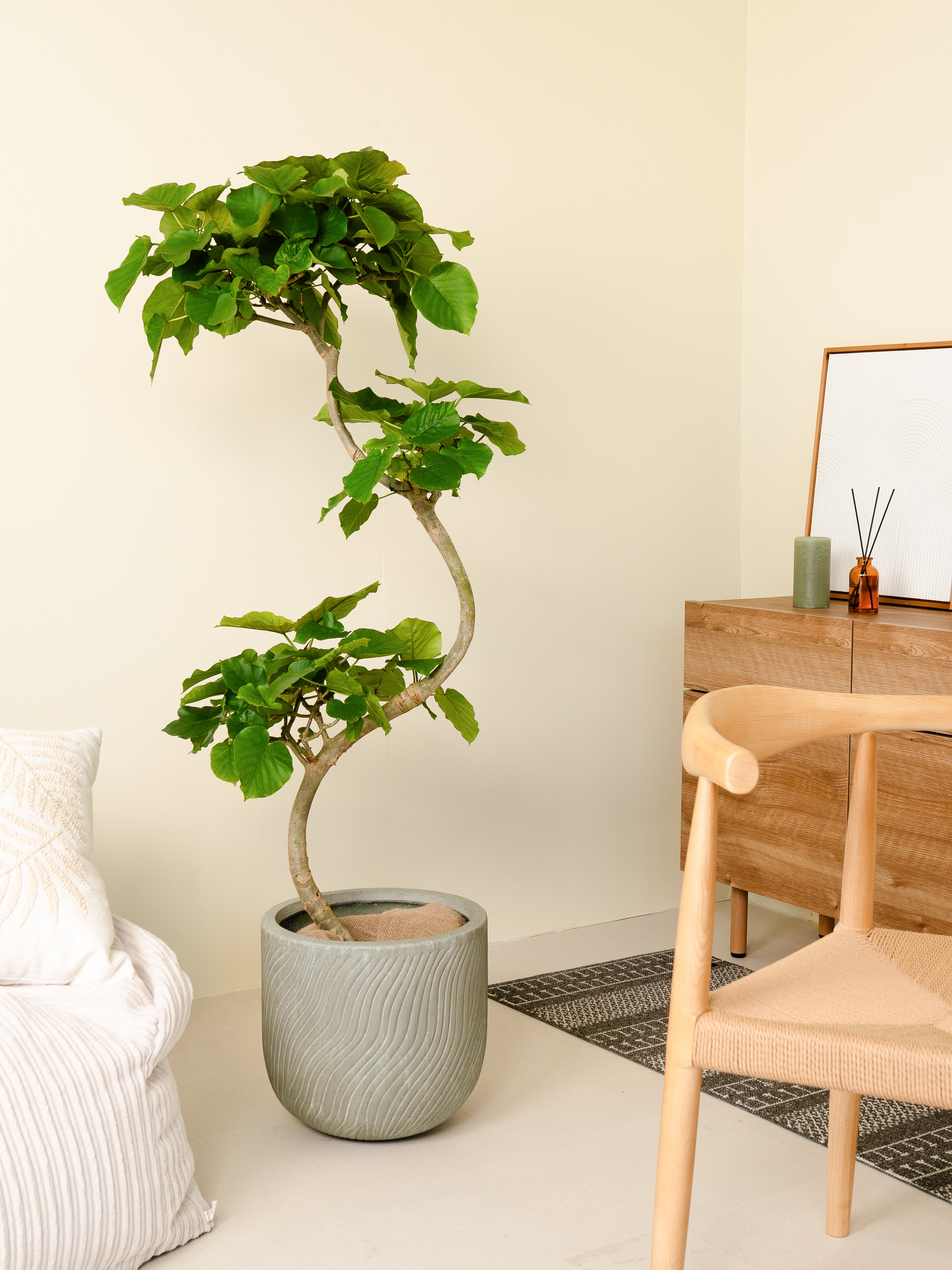 フィカスウンベラータ S字 XL × リッジL ホワイト – GREEN BASE