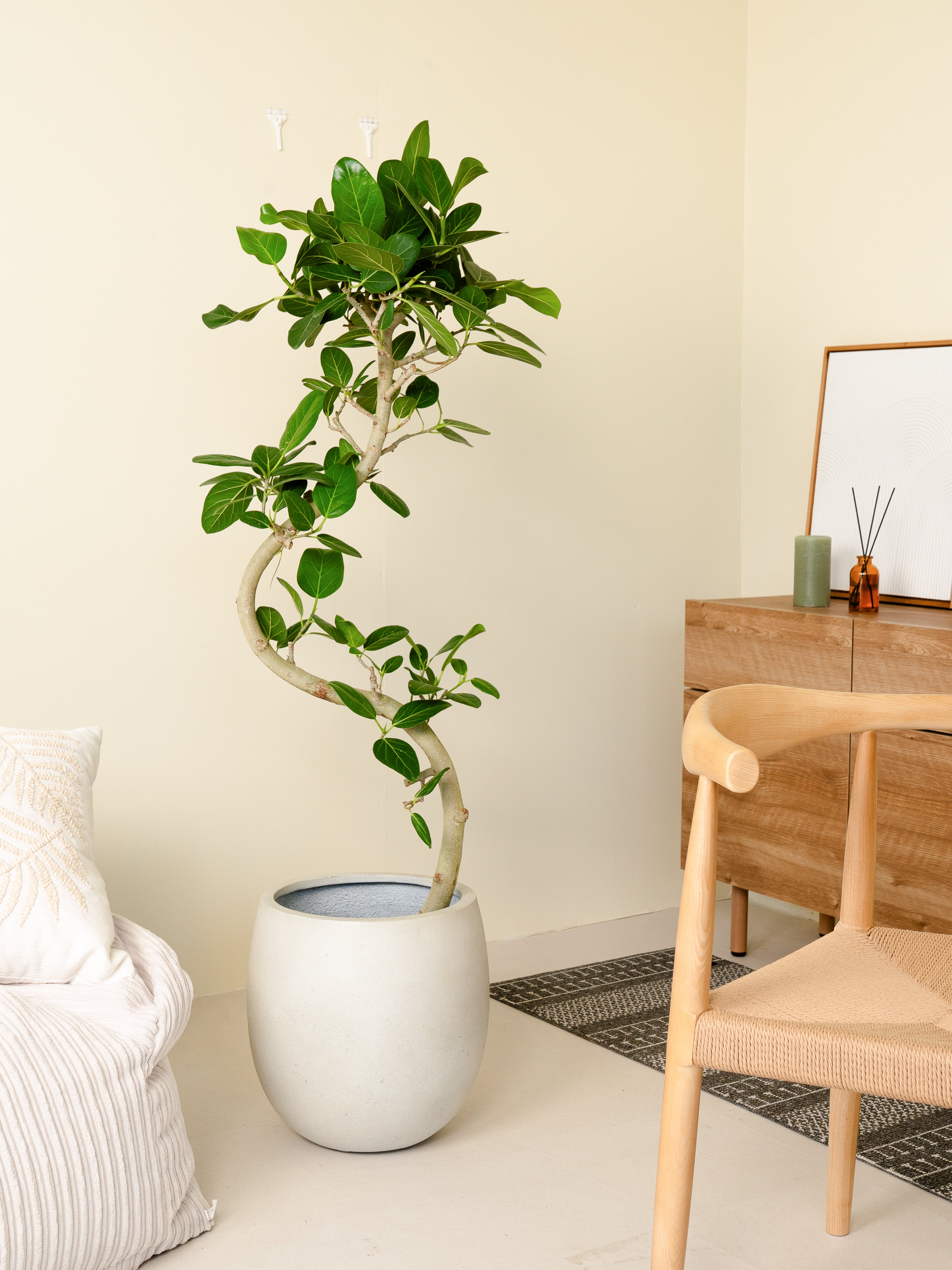 フィカスベンガレンシス S字 XL × ワイヤーフロートポット ゴールド