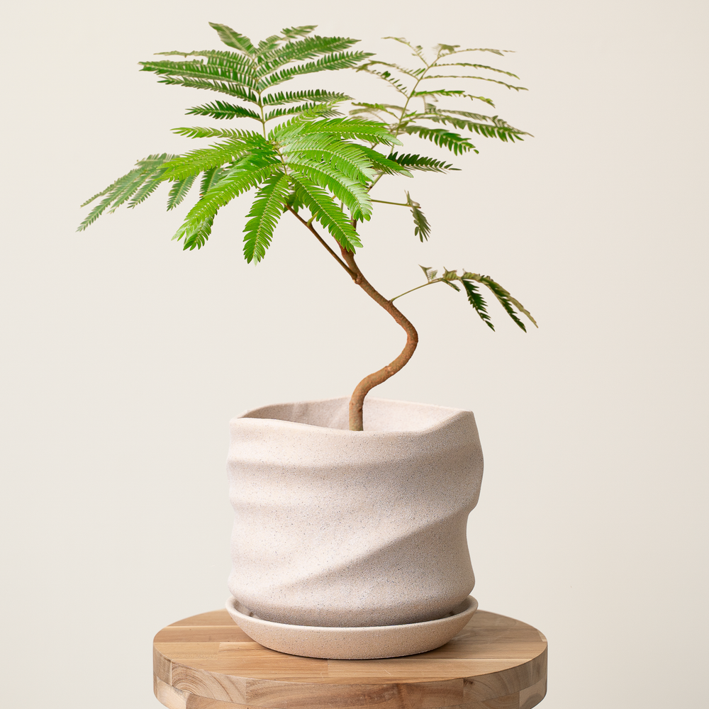 スツールプランツ – GREEN BASE