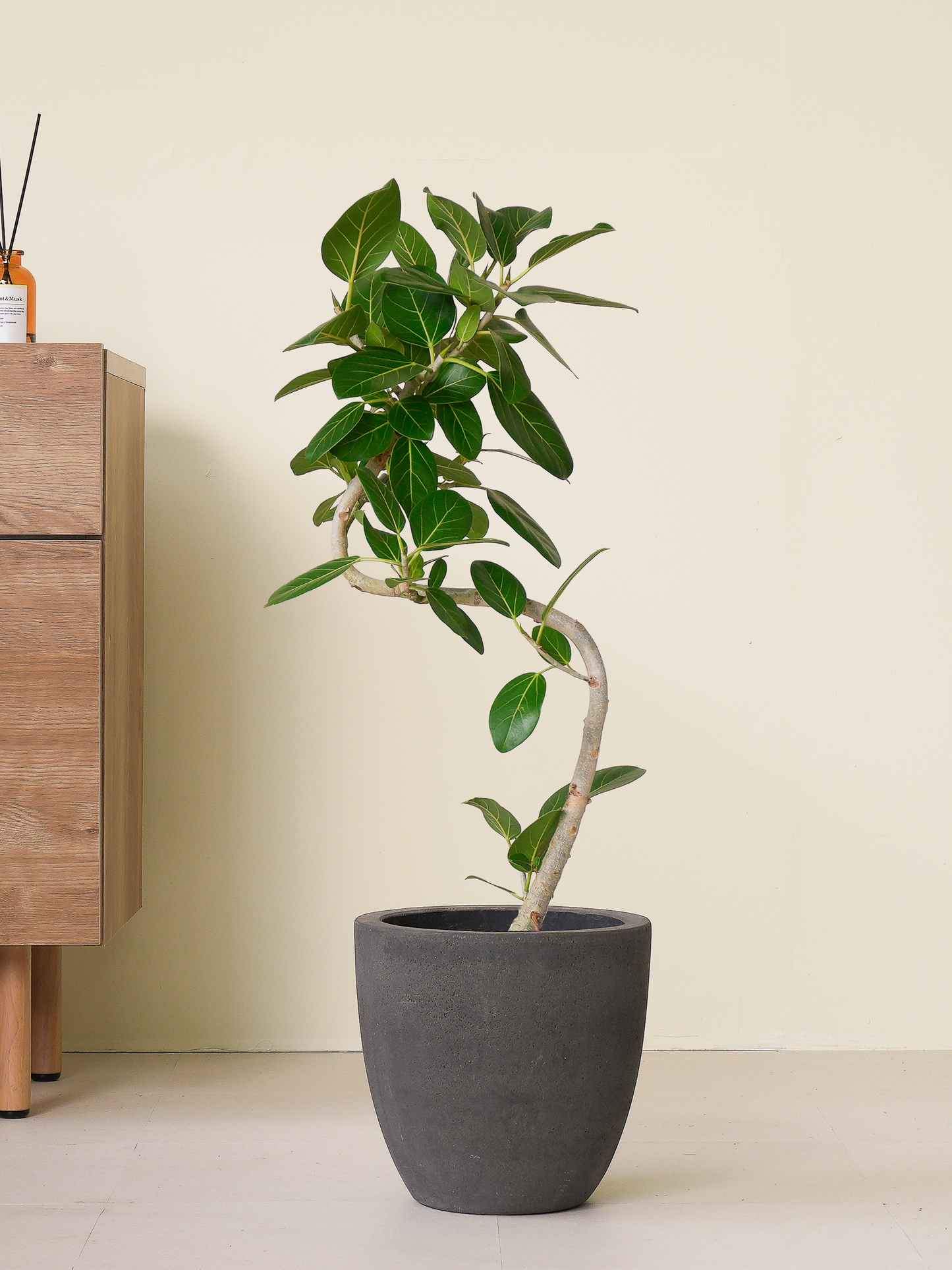 フィカスベンガレンシス L × コーテスM グレー – GREEN BASE