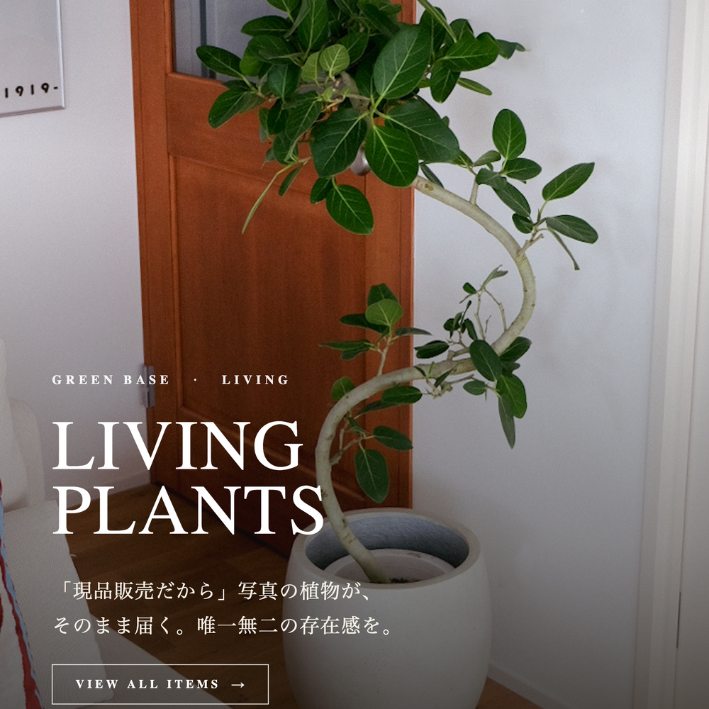 観葉植物の通販 | GREEN BASE (グリーンベース)