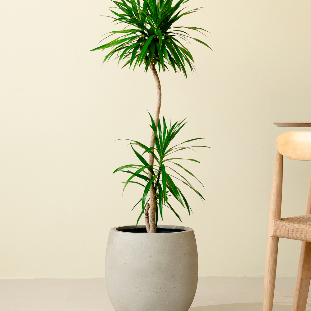 ドラセナナビー XL × テラニアスL ホワイト – GREEN BASE