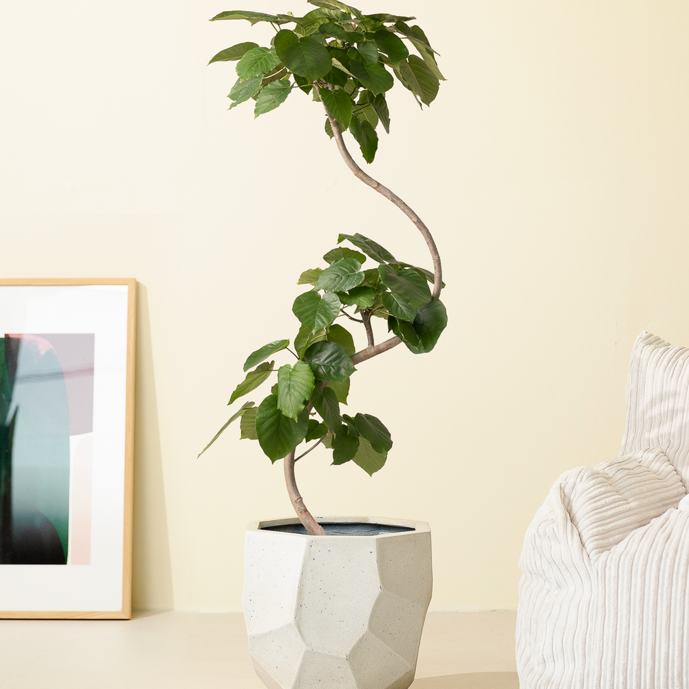 フィカス ウンベラータ 10号 152cm S-shaped tree form Secret Bazaar | _ 『 フィカス ウンベラータ 』 Ficus umbellata 10号
