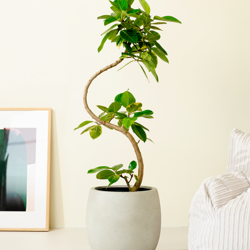 ☆ フィカス シーマ♪ 108cm ⑦号 ボリューム感あるフォルム♪ フィカスアルテシマS字 XL × テラニアスL ホワイト – GREEN BASE